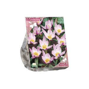 Bees & Butterflies - Tulipa Pulchella Humillis per 15 - BA303400