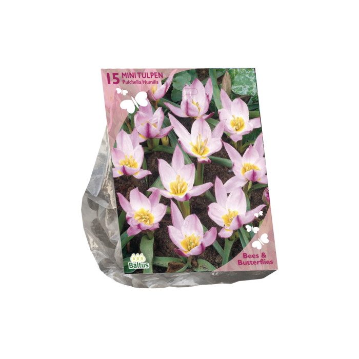 Bees & Butterflies - Tulipa Pulchella Humillis per 15 - BA303400