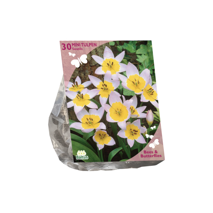 Bees & Butterflies - Tulipa Saxatilis per 30 - BA303410
