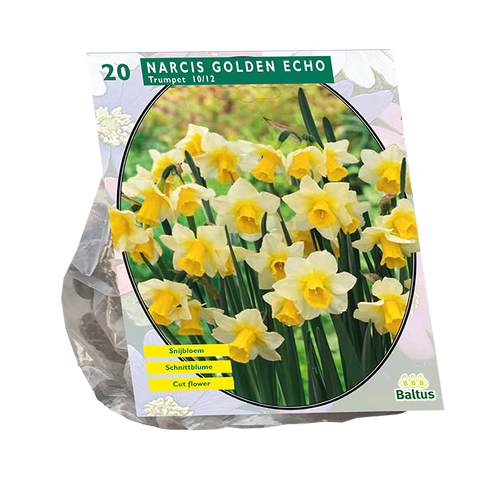 Narcis Golden Echo per 20 - BA301375