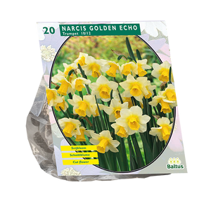 Narcis Golden Echo per 20 - BA301375