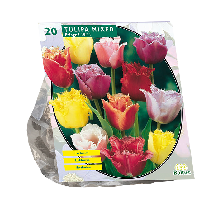 Tulipa Gefranjerd Mix per 20 - BA302301
