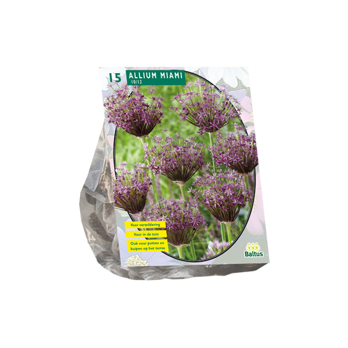 Allium Miami per 15 - BA300075