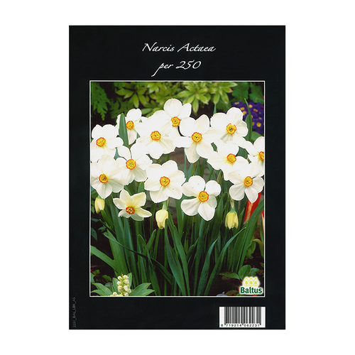 Narcis Actea per 250 - BA313310