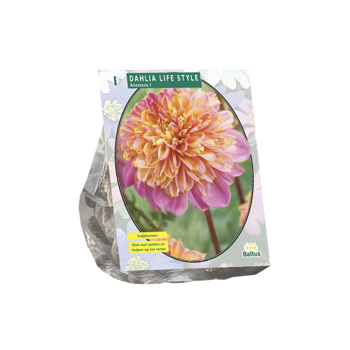 Dahlia Anemone Lifestyle per 1 - BP205920