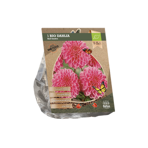 Dahlia Ball Sandra (Bio) per 1 - BP204100