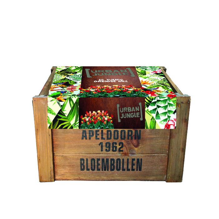 Urban jungle flower bulbs (Crate L Greigii) - BA327208