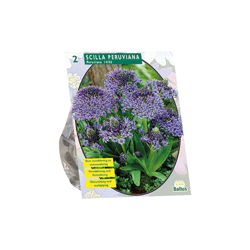 Scilla Peruviana per 2 - BA301605