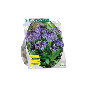 Scilla Peruviana per 2 - BA301605