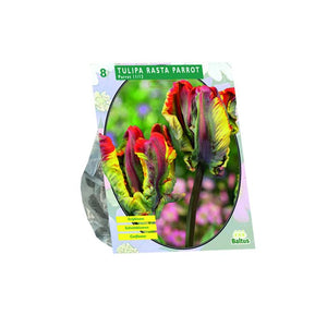 Tulipa Rasta Parrot, Parkiet per 8 - BA301932