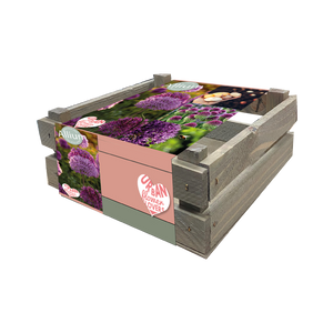 Allium Friends Garden in crate - BA330300
