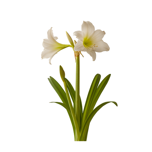 Amaryllis Multiflora Wit (Steeketiket) - BA317125