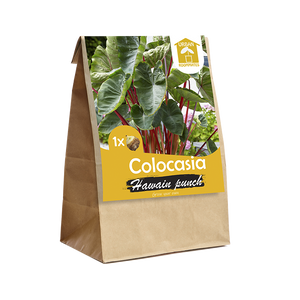 Colocasia Hawaiian Punch per 1 - BP208610