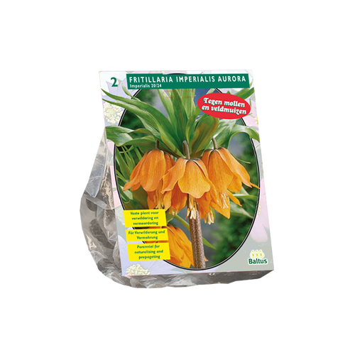 Fritillaria Imperialis Aurora per 2 - BA300641