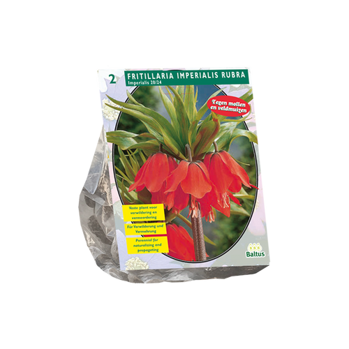 Fritillaria Imperialis Rubra per 2 - BA300661