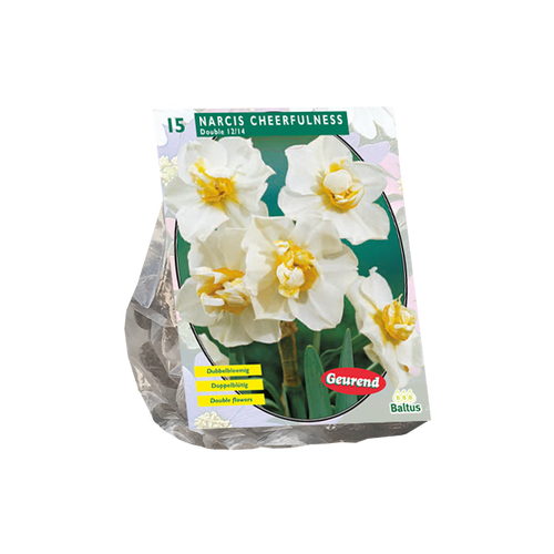 Narcis Cheerfulness per 15 - BA301161