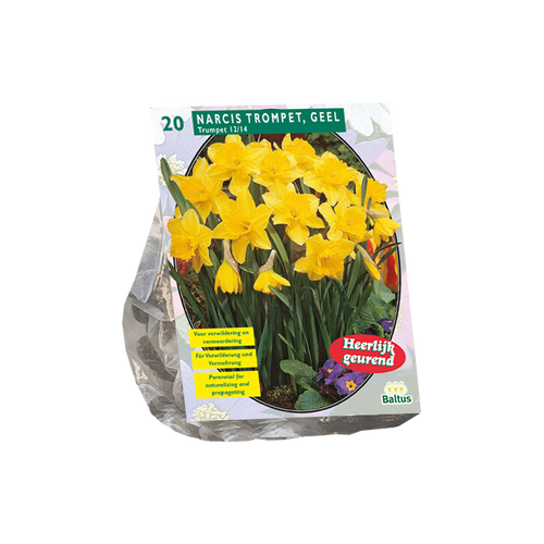 Narcis Trompet, Geel per 20 - BA301351