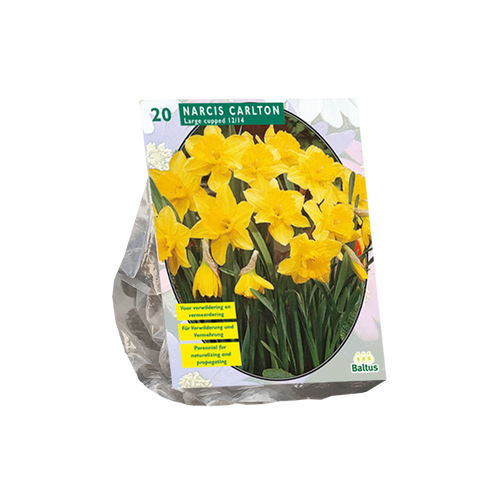 Narcis Carlton per 20 - BA301361