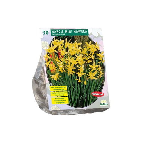 Narcis Mini Hawera per 30 - BA301381