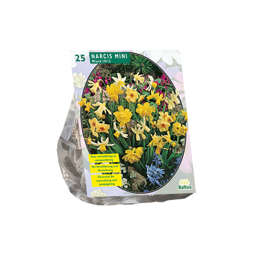 Narcis Mini Mix per 25 - BA301401