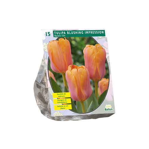 Tulipa Blushing Impression, Darwin per 15 - BA301822