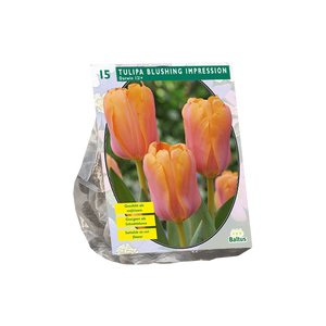Tulipa Blushing Impression, Darwin per 15 - BA301822