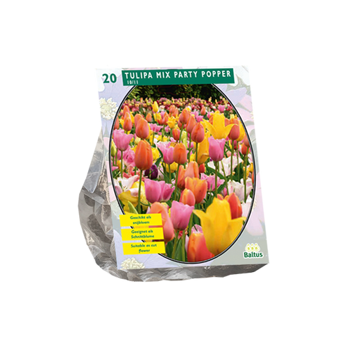 Tulipa Mix Party Popper per 20 - BA301835