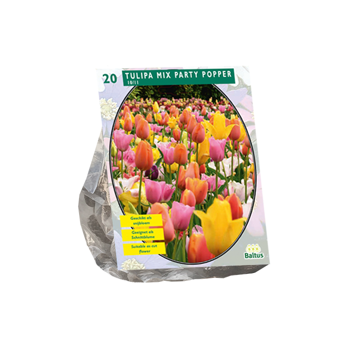 Tulipa Mix Party Popper per 20 - BA301835