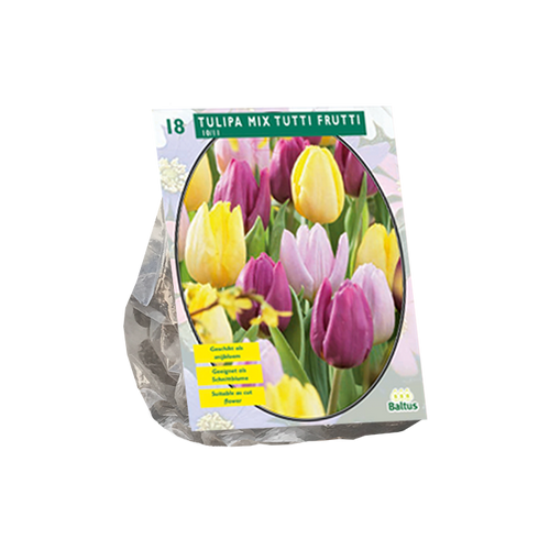 Tulipa Mix Tutti Frutti per 18 - BA301837