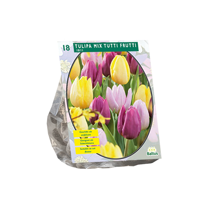 Tulipa Mix Tutti Frutti per 18 - BA301837