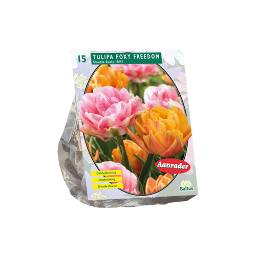 Tulipa Foxy Freedom per 15 - BA301839