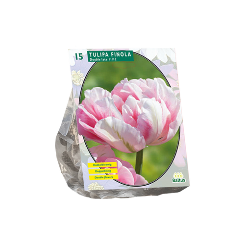 Tulipa Toronto, Greigii per 15 - BA301971