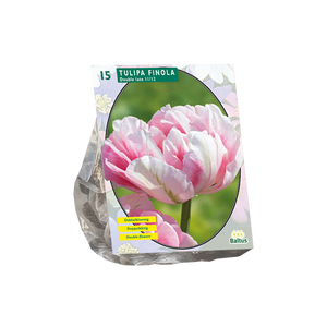 Tulipa Dubbel Laat Finola per 15 - BA302021