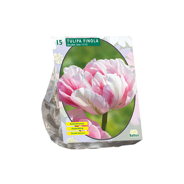 Tulipa Dubbel Laat Finola per 15 - BA302021