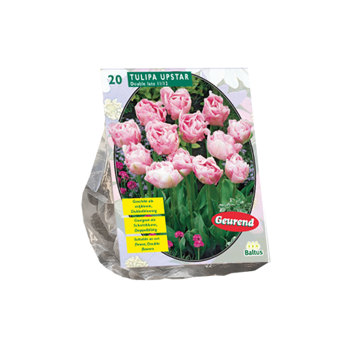 Tulipa Dubbel Laat Upstar per 20 - BA302091