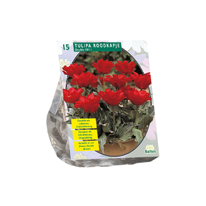 Tulipa Dubbel Roodkapje per 15 - BA302141