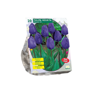 Tulipa Negrita, Triumph per 20 - BA302361