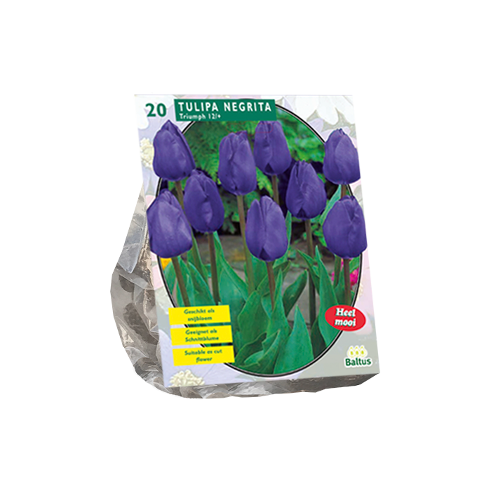 Tulipa Negrita, Triumph per 20 - BA302361