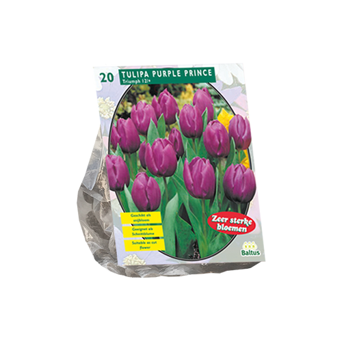 Tulipa Purple Prince, Triumph per 20 - BA302421