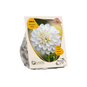Dahlia flower my life deco white - BP209010