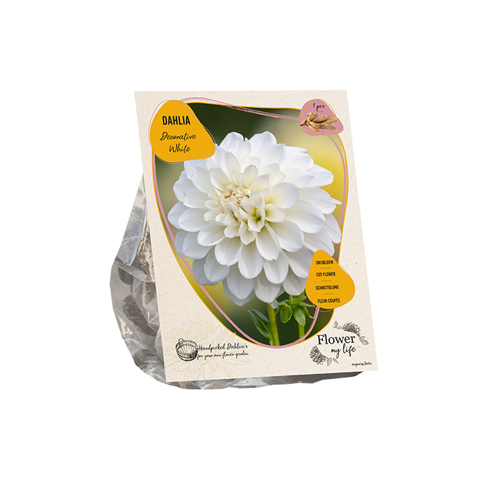 Dahlia flower my life deco white - BP209010