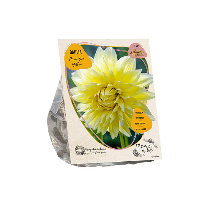 Dahlia flower my life deco yellow - BP209030