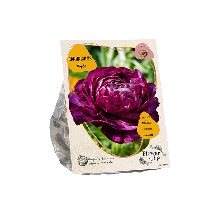 Ranonkel flower my life purple - BP209130