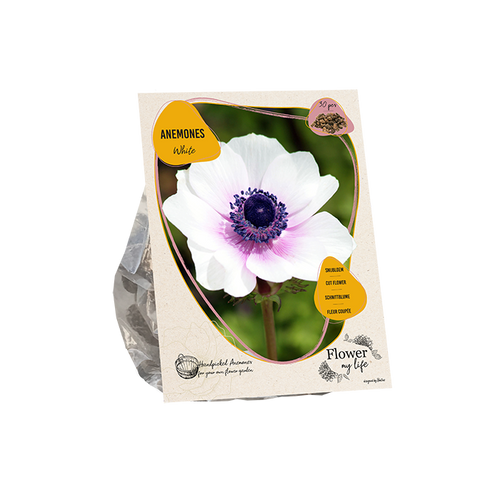 Anemone flower my life white - BP209180