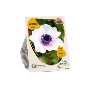 Anemone flower my life white - BP209180