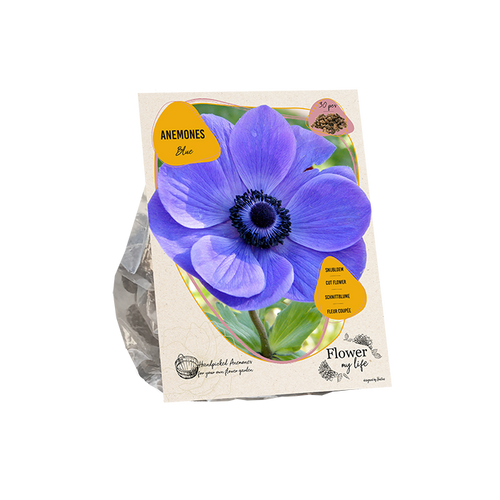 Anemone flower my life blue - BP209190
