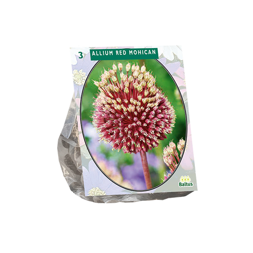 Allium Red mohican per 3 - BA300170