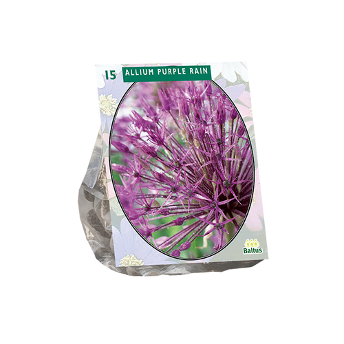 Allium Purple Rain per 15 - BA300175