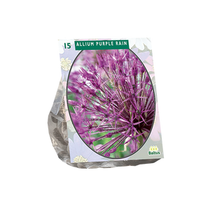 Allium Purple Rain per 15 - BA300175