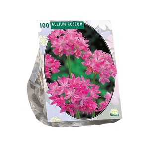Allium Roseum per 100 - BA300173